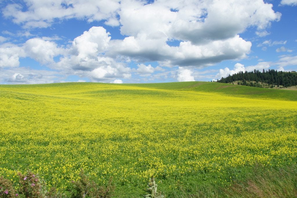 Lovely contrast on a field in Washington.