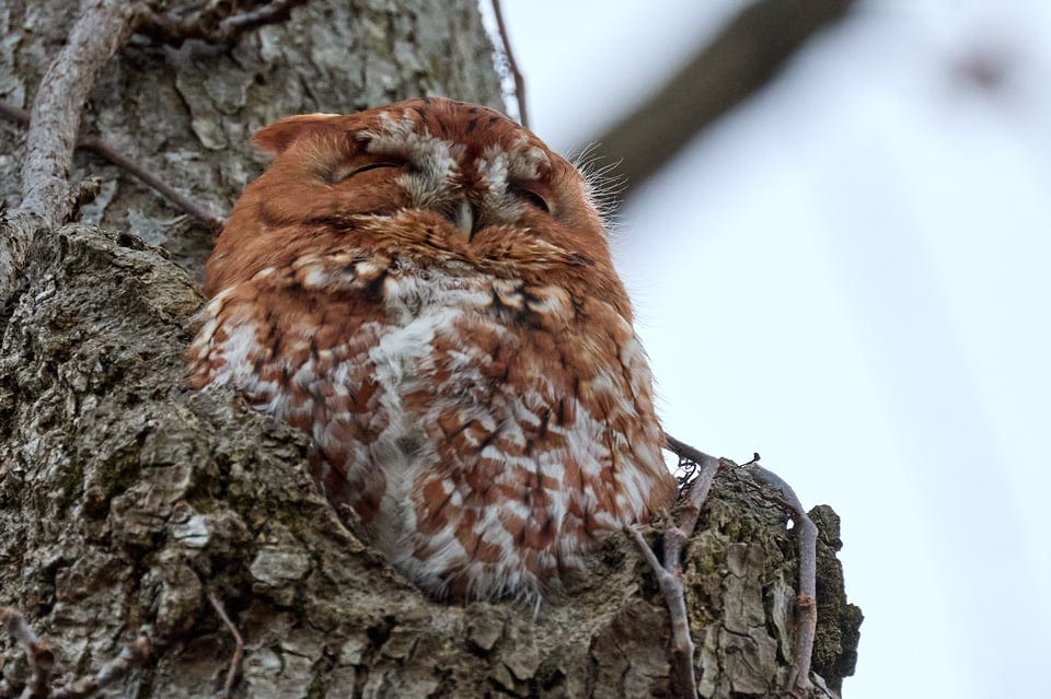 A cute red owl in a tree