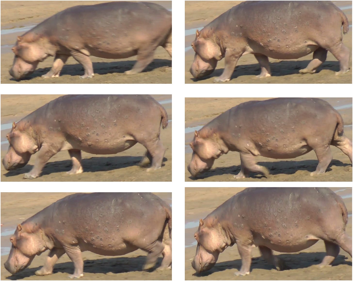 High speed video shows hippos get airborne when running