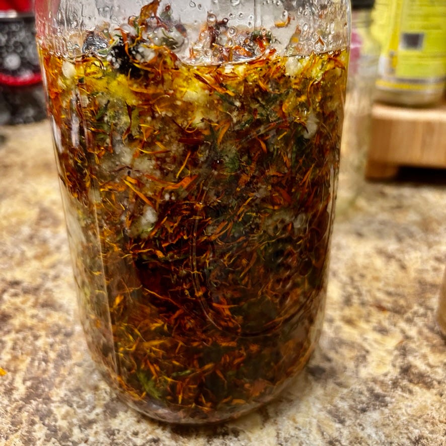 Calendula blossoms infusing avocado oil