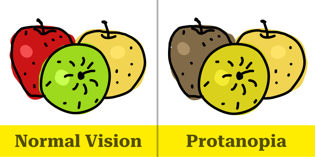 Image of red, green and yellow apples represented through normal vision and Protanopia color blindness vision.