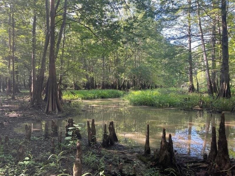 30 Acres in Pearl River County : Poplarville : Pearl River County : Mississippi
