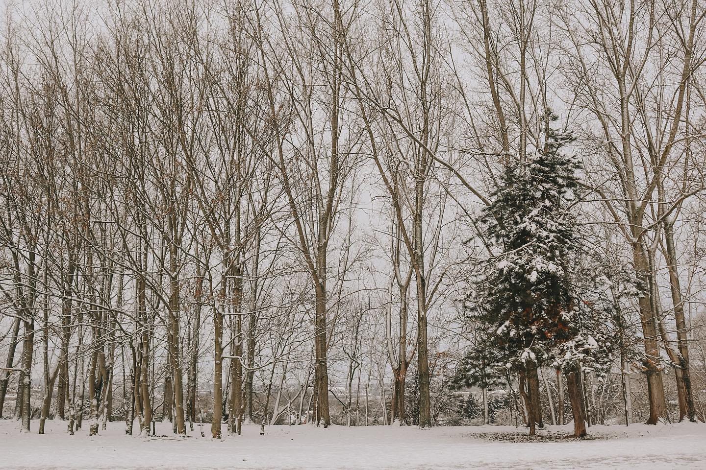 Snow-covered trees on a quiet winter day.