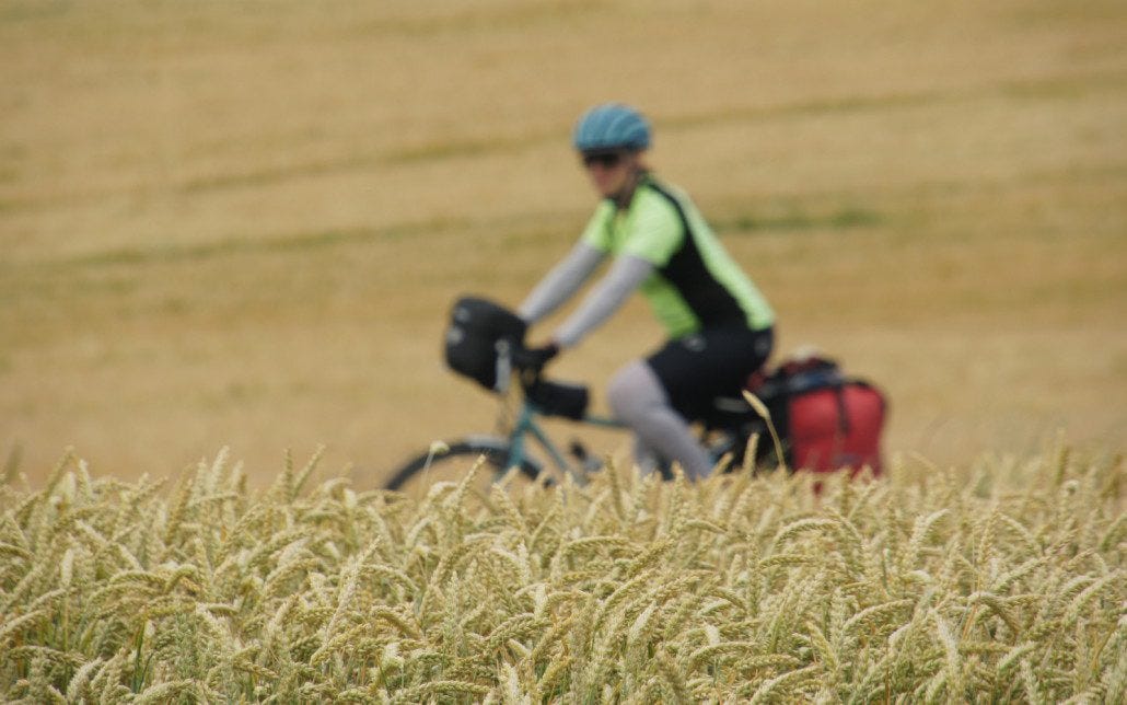 Wheat fields in Germany.