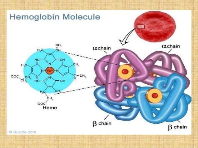 fish Hemoglobin 17m