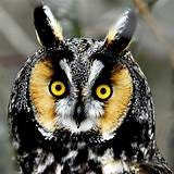 Resources - Owls of the Niagara Region