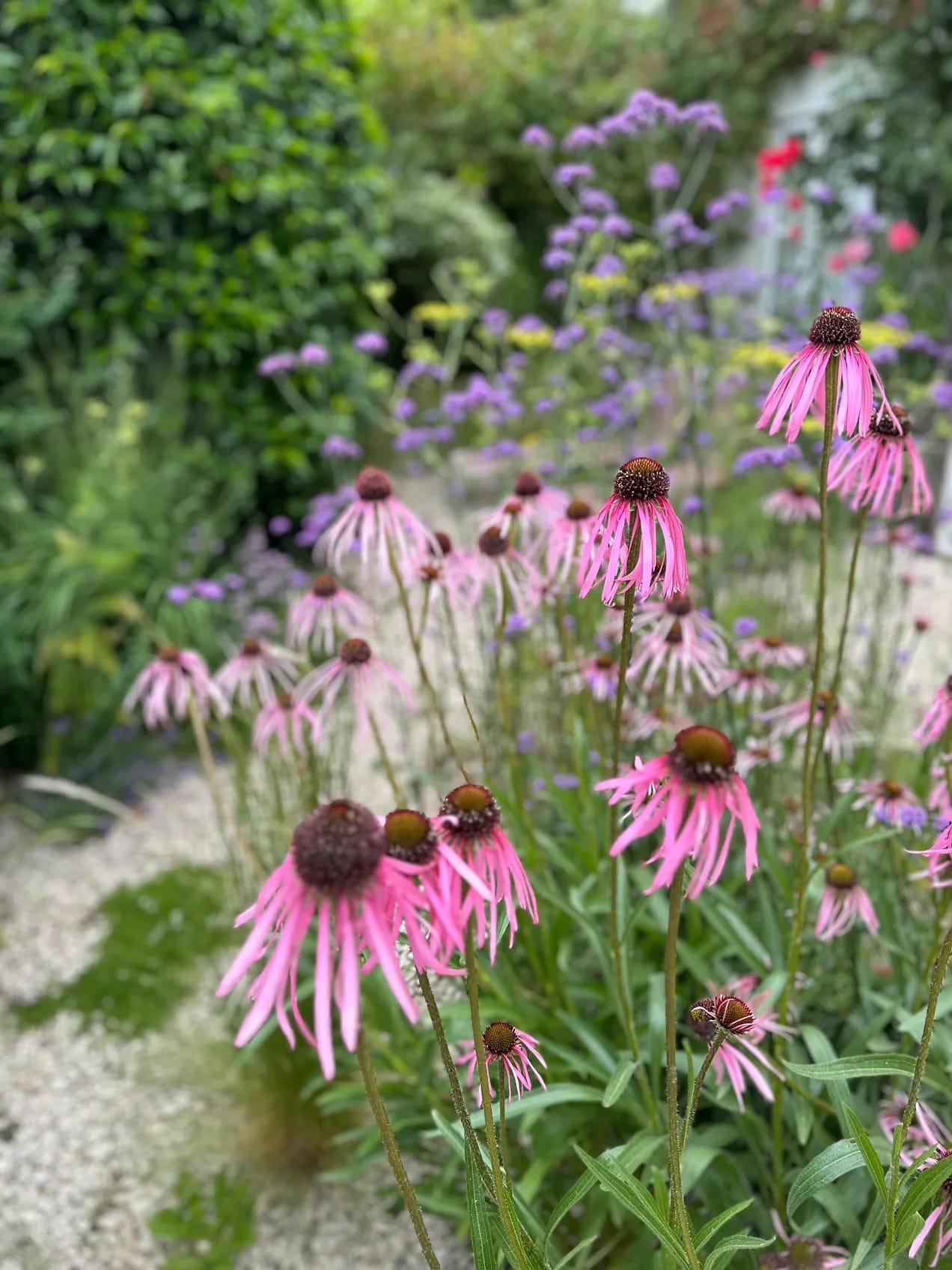 pink flowers in a gravel garden