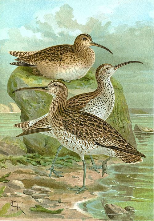 File:Slender-billed curlew (Naumann).jpg File:Slender-billed curlew (Naumann).jpg