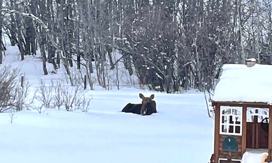 A moose rests in the snow behind a childrens' playhouse