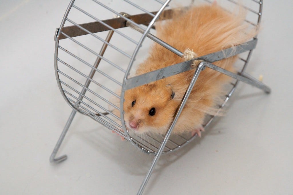 The Hamster Wheel of (Unhappy) Work and What You Can Do About It