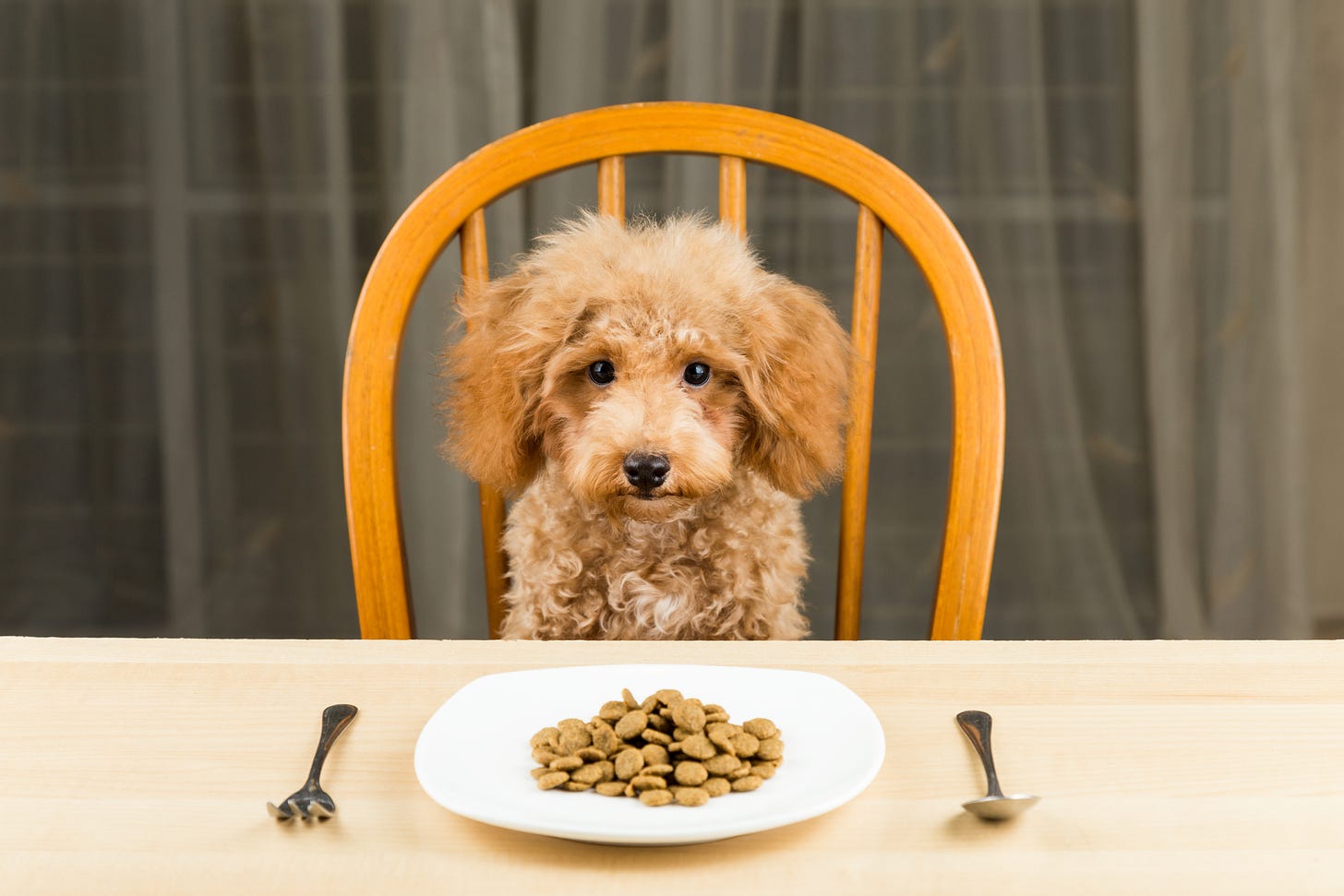Apricot poodle at dining table, in front of spoon, fork and plate of kibble, looking forlorn to eat dry kibble.