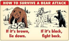 How to survive a bear attack : r/coolguides
