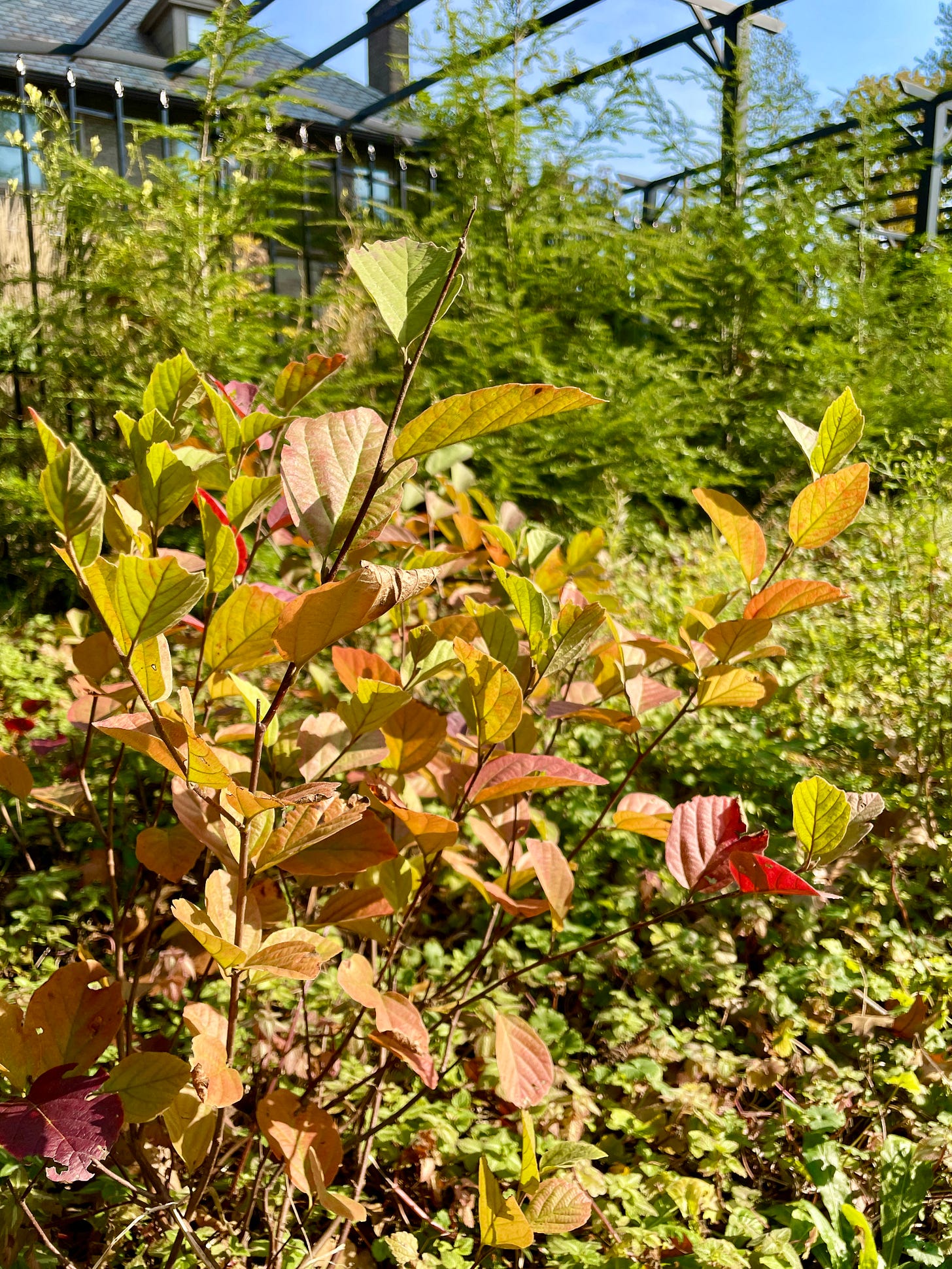 Fothergilla just beginning to turn color in the Curb. These native shrubs prefer some moisture, so they do well at the bottom of a slope, as we have here in the curb at the bottom of the Cottage Garden and Birch Walk.