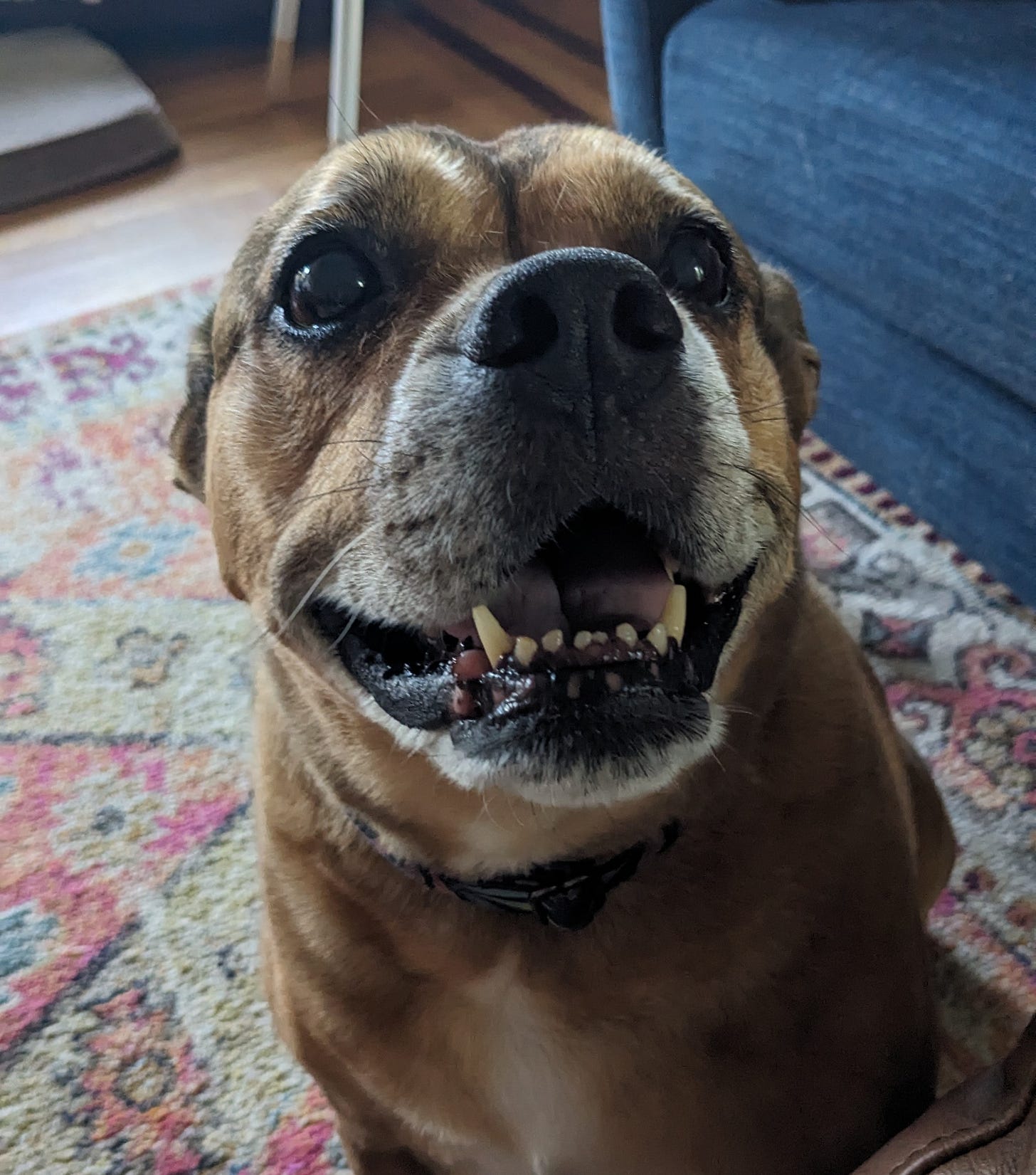 A picture of a silly brown dog smiling at the camera