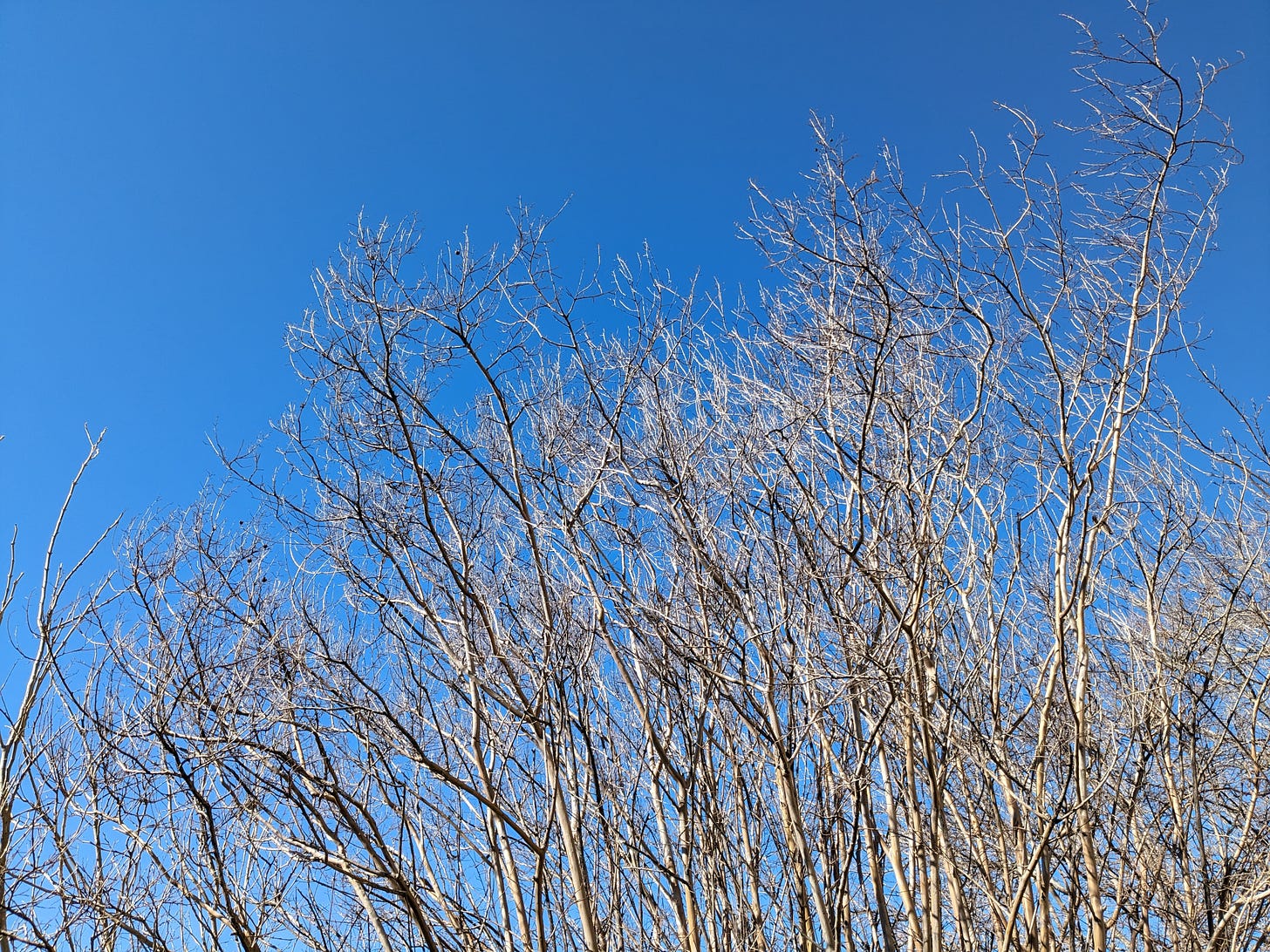 Texas; crowd of bare branches reaching skyward