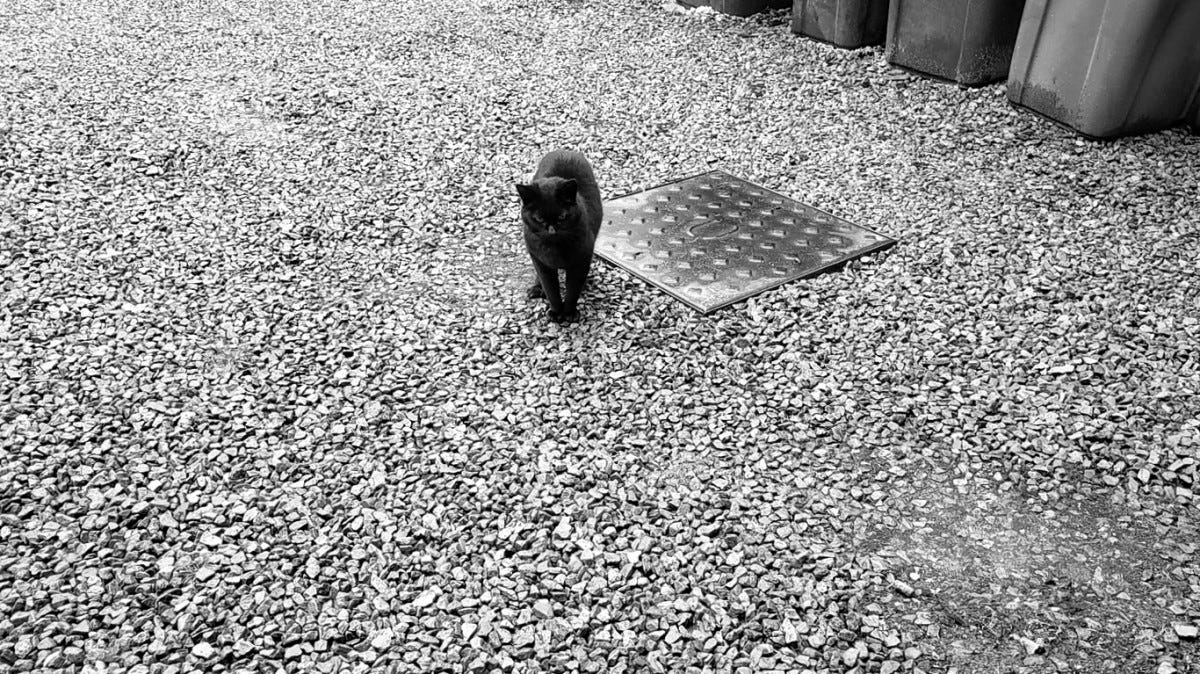 A black cat stands on a gravel driveway
