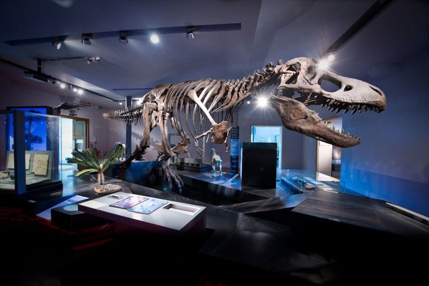 Photograph of T Rex skeleton in darkened museum gallery