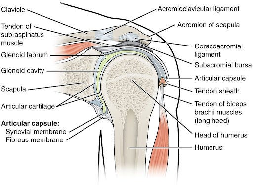 Response from Clinical Anatomist John Sharkey to article on frozen shoulder  following anaesthaesia. – Fascia & Fitness