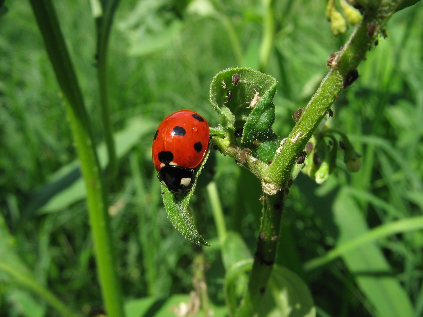 Photo of ladybug eating aphids off a plant