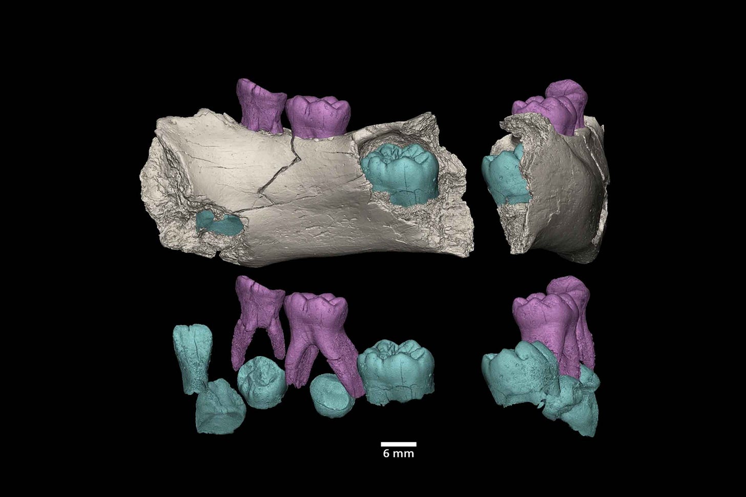 Two views of the Garba IVE mandible and teeth Two views of the Garba IVE mandible and teeth
