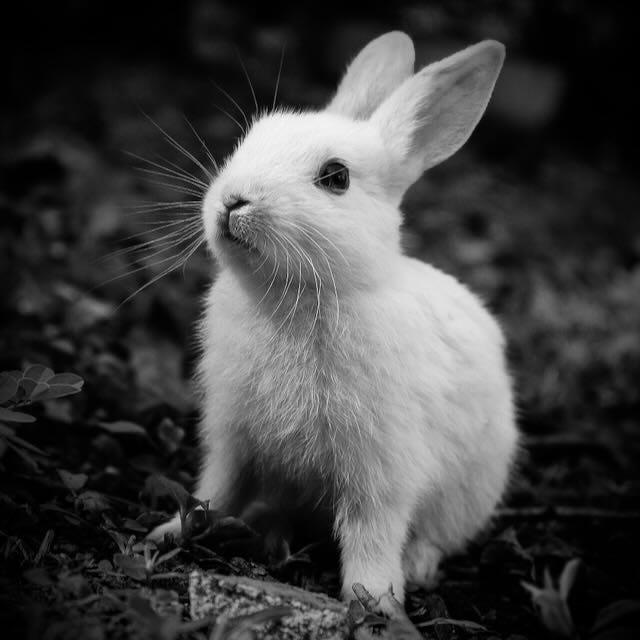 Black-and-white portrait of a white rabbit in the grass. The rabbit looks tense and alert.