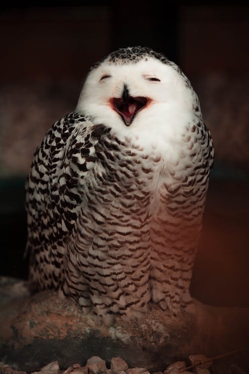 Free Selective Focus of Smiling Owl  Stock Photo