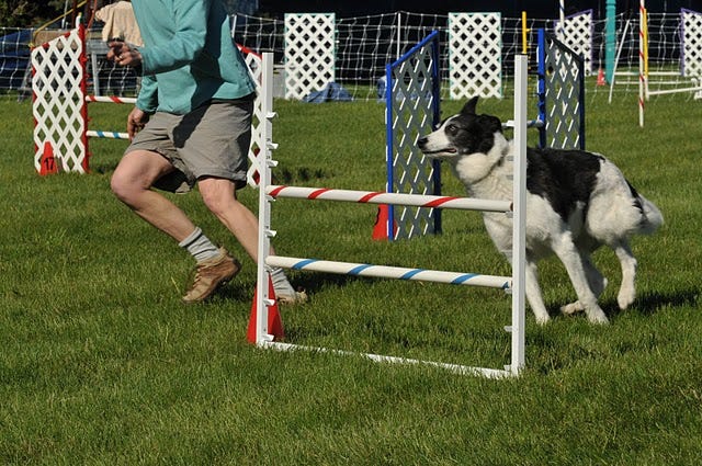 Dog about to jump