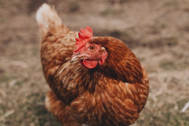 A hen sitts on the ground with her head tilted to the side as she scans her environment.