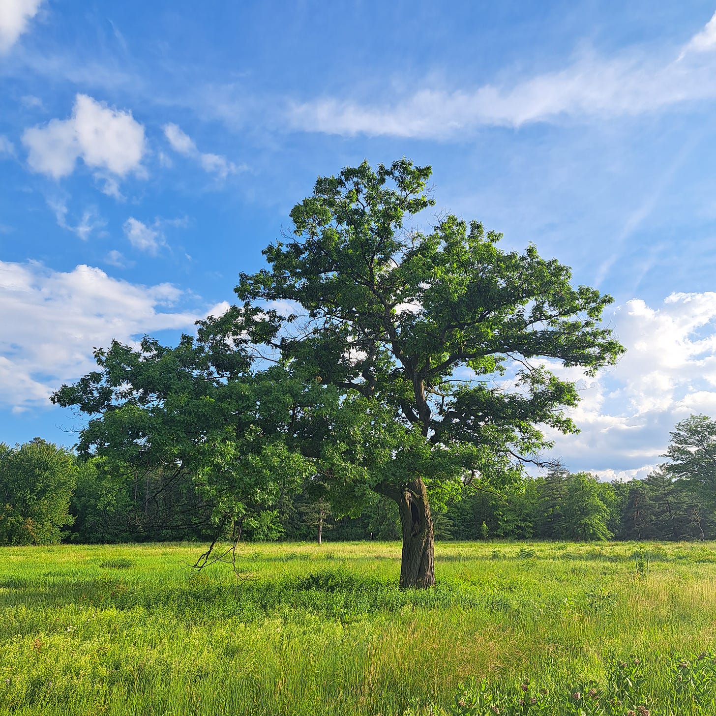 green field, blue sky, oak tree