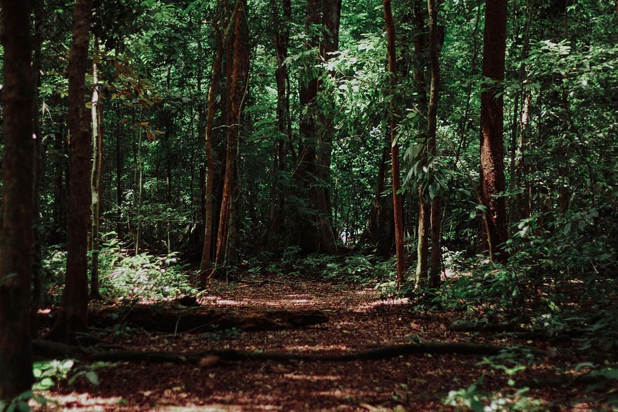 Large forest with tall trees Large forest with tall trees