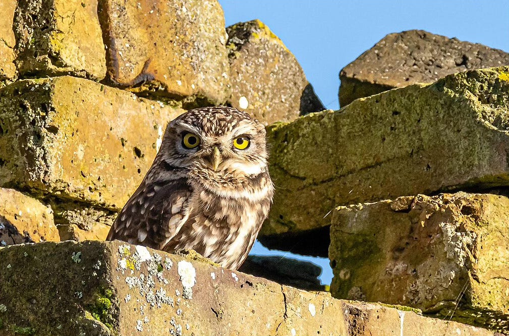 Little Owl with yellow eyes and speckled brown and cream feathers looking at the camera from a sunny spot in an old brick wall