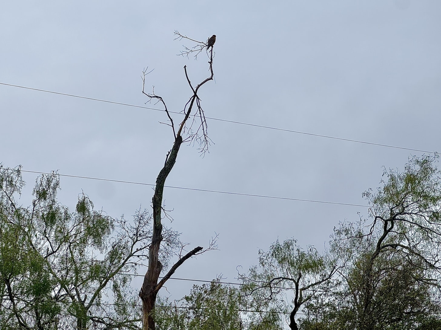 Red-shouldered hawk on dead tree.