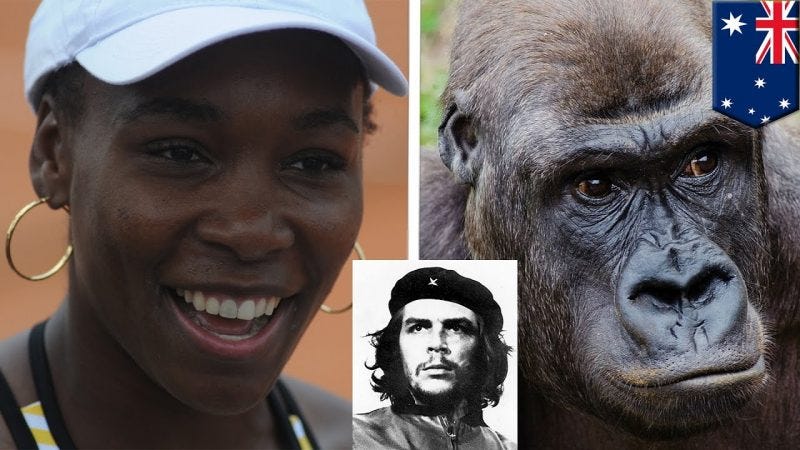 doug adler said serena williams was guerrilla not gorilla