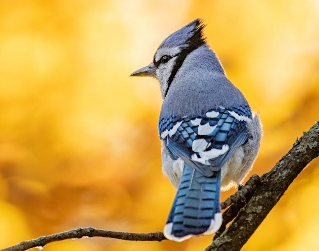 a small blue bird perched on a tree branch