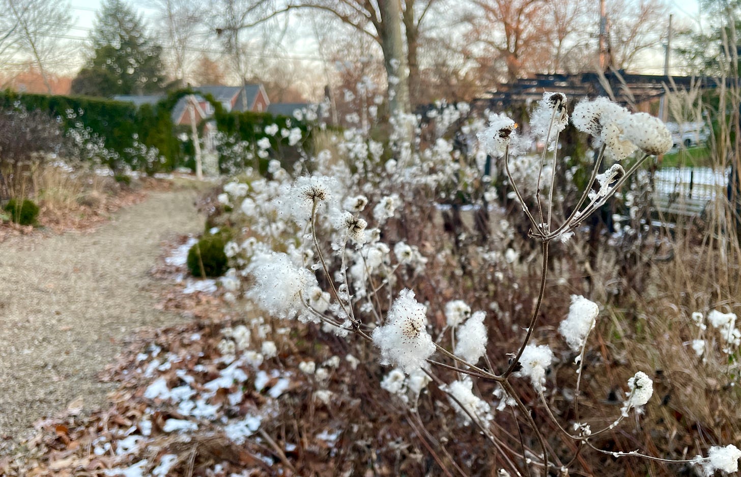 Japanese Anemone fluffs are a favorite in the Cottage Garden. They are like suspended snow. 