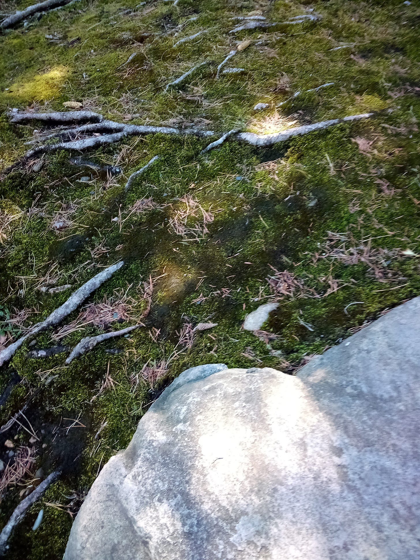 Dappled sunshine on mossy ground