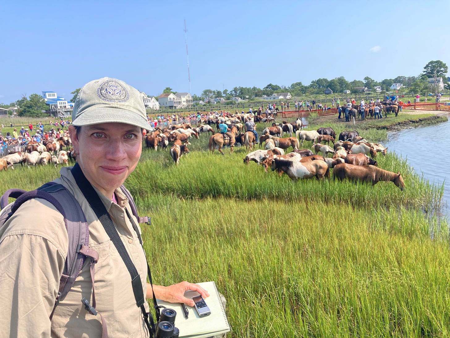 A woman in a tan shirt, green hat, and binoculars holds a notebook and recorder. She is standing in front of a patch of salt marsh and a herd of ponies.
