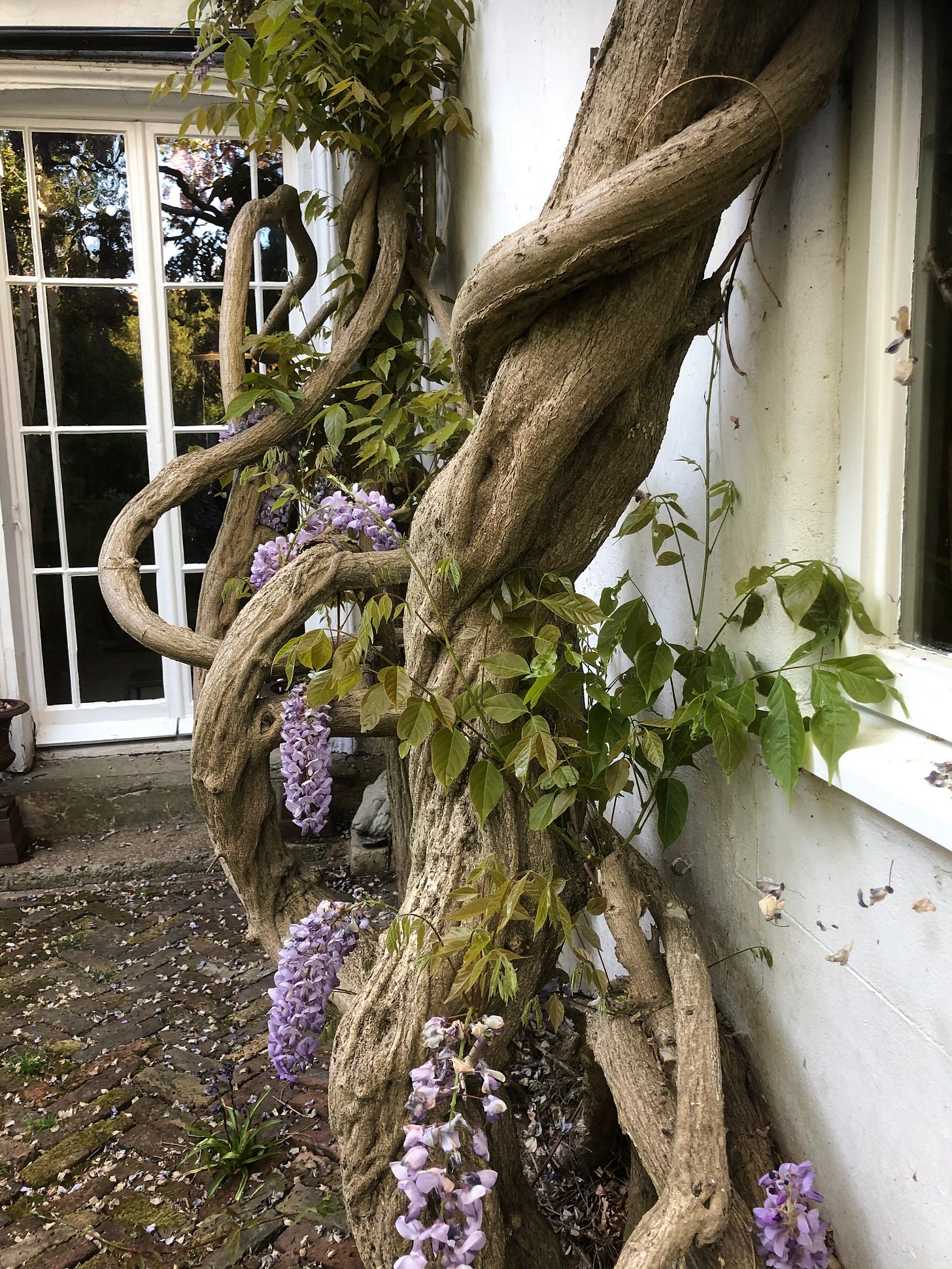 Purple Wisteria Tree Plant Live, 2 to 3 Feet, Mature Tree, Wisteria Tree  Live Plant, Wisteria Live Plant, Wisteria Vine Plant, Wisteria Tree Live