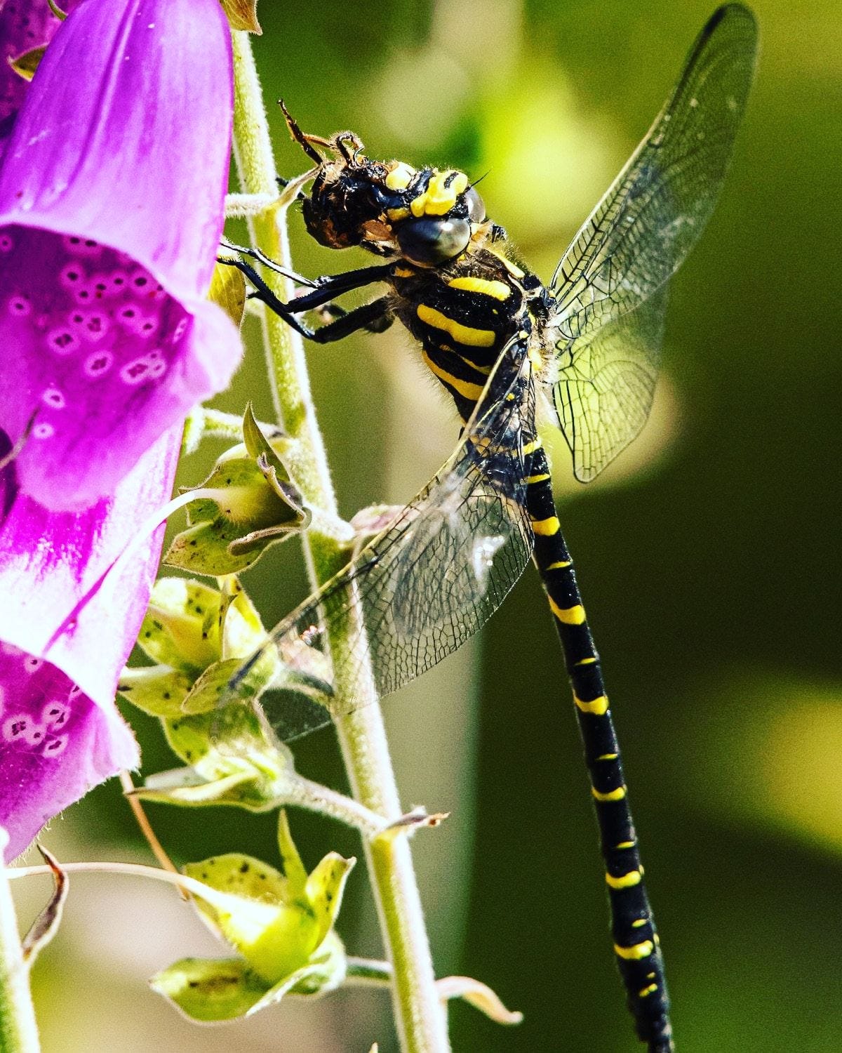 Dragonfly Attacking a Bee