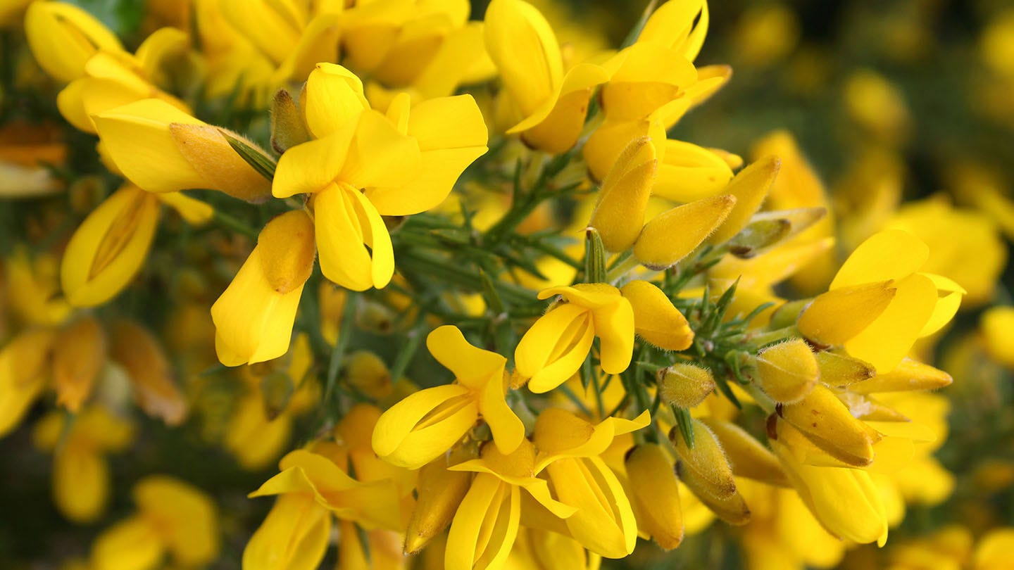 Gorse (Ulex europaeus) - British Wildflowers - Woodland Trust