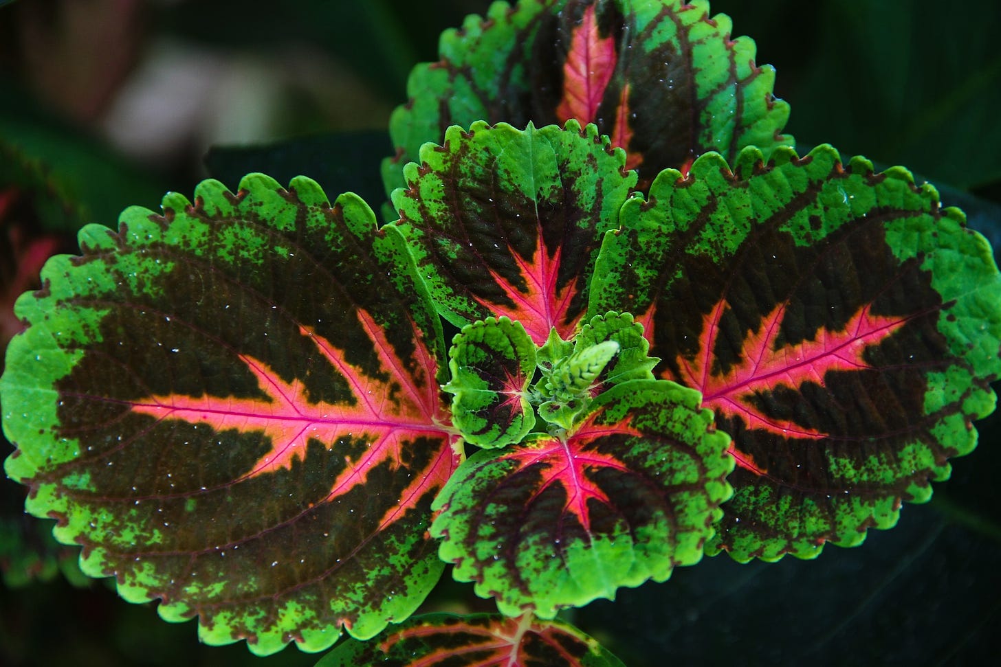 A multi colored nettle house plant, shades of gree with pink radiating from the center, shows new life.