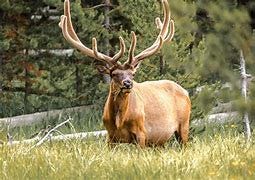 Image result for Grand Teton elk 
