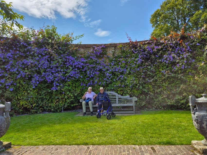 Clematis Perle D'Azur in front of the Powis Wall at Sissinghurst Castle Garden copyright Anne Wareham 