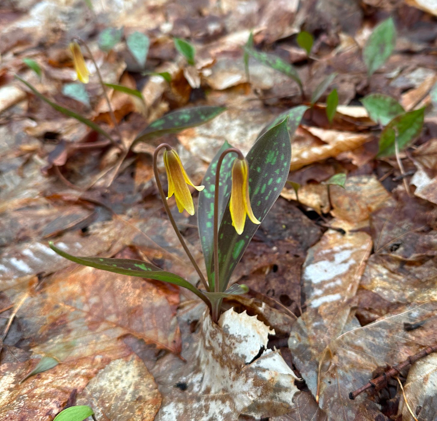 Trout Lily growing on the forest floor.