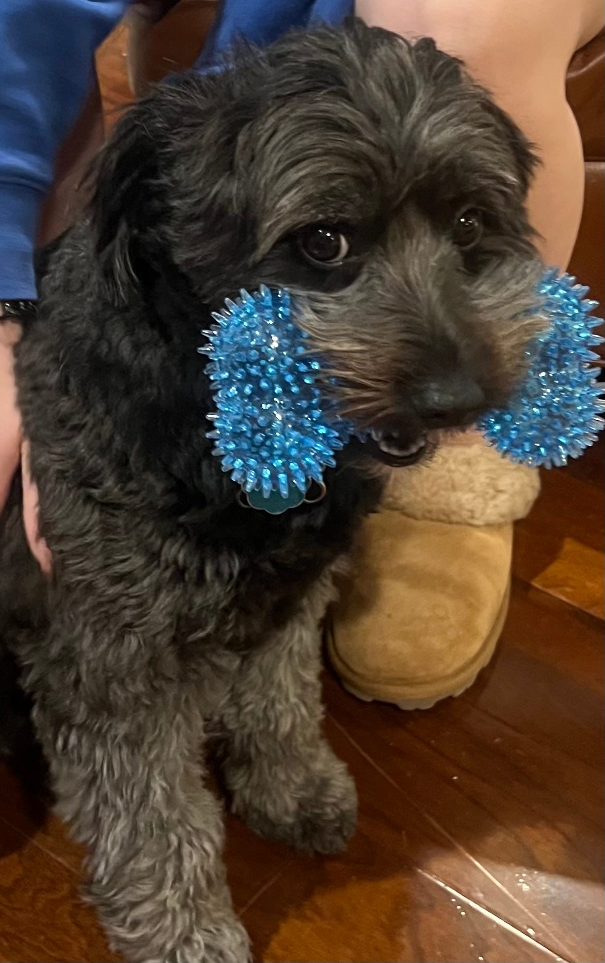 My dog with holding her blue toy