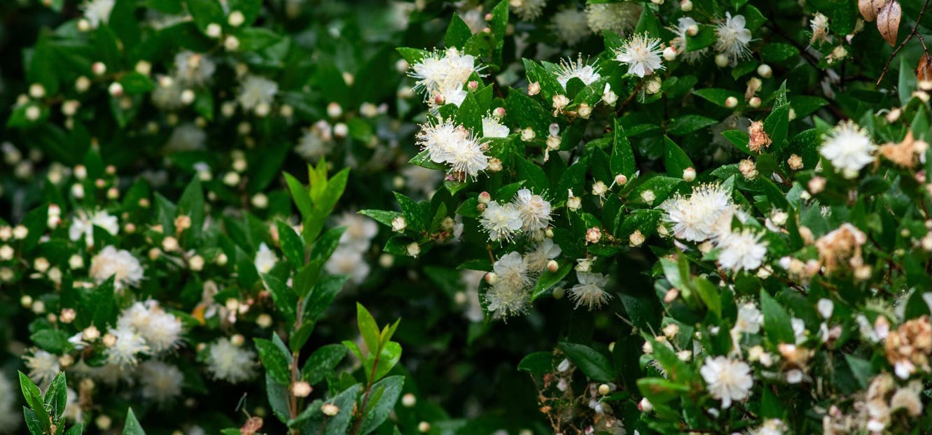 Glossy green leaves and many white starry flowers of myrtle