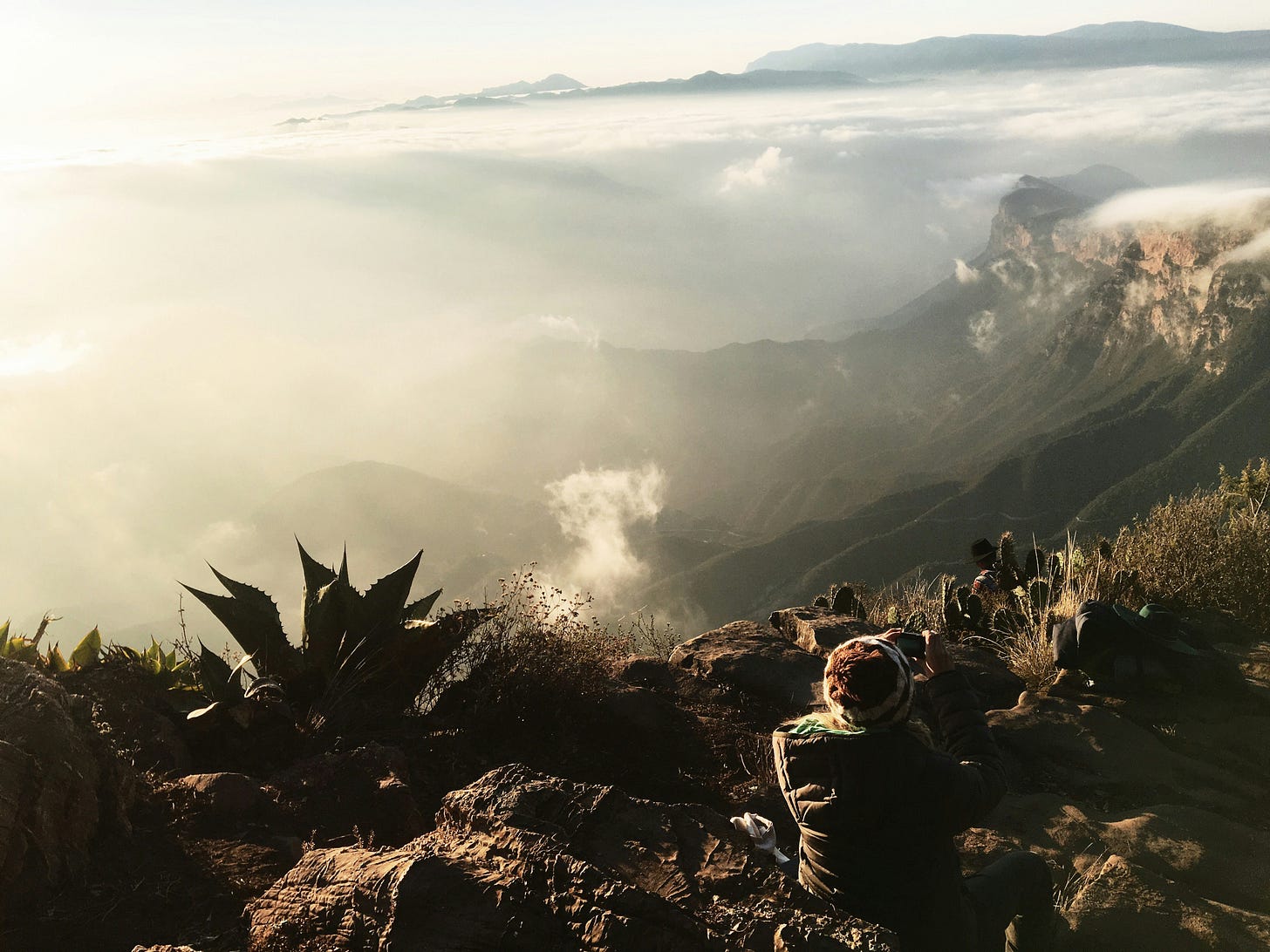 Agave plant growing wild on a mountainside. Photo Eddi Aguirre, Unsplash.