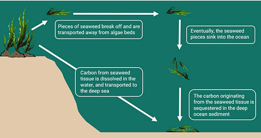 Fig. 1. Schéma simplifié du transport et de la séquestration du carbone à partir des algues marines. Adapté des figures de Hannah Zucker (2019) et de Krause-Jensen &amp; Duarte (2016).