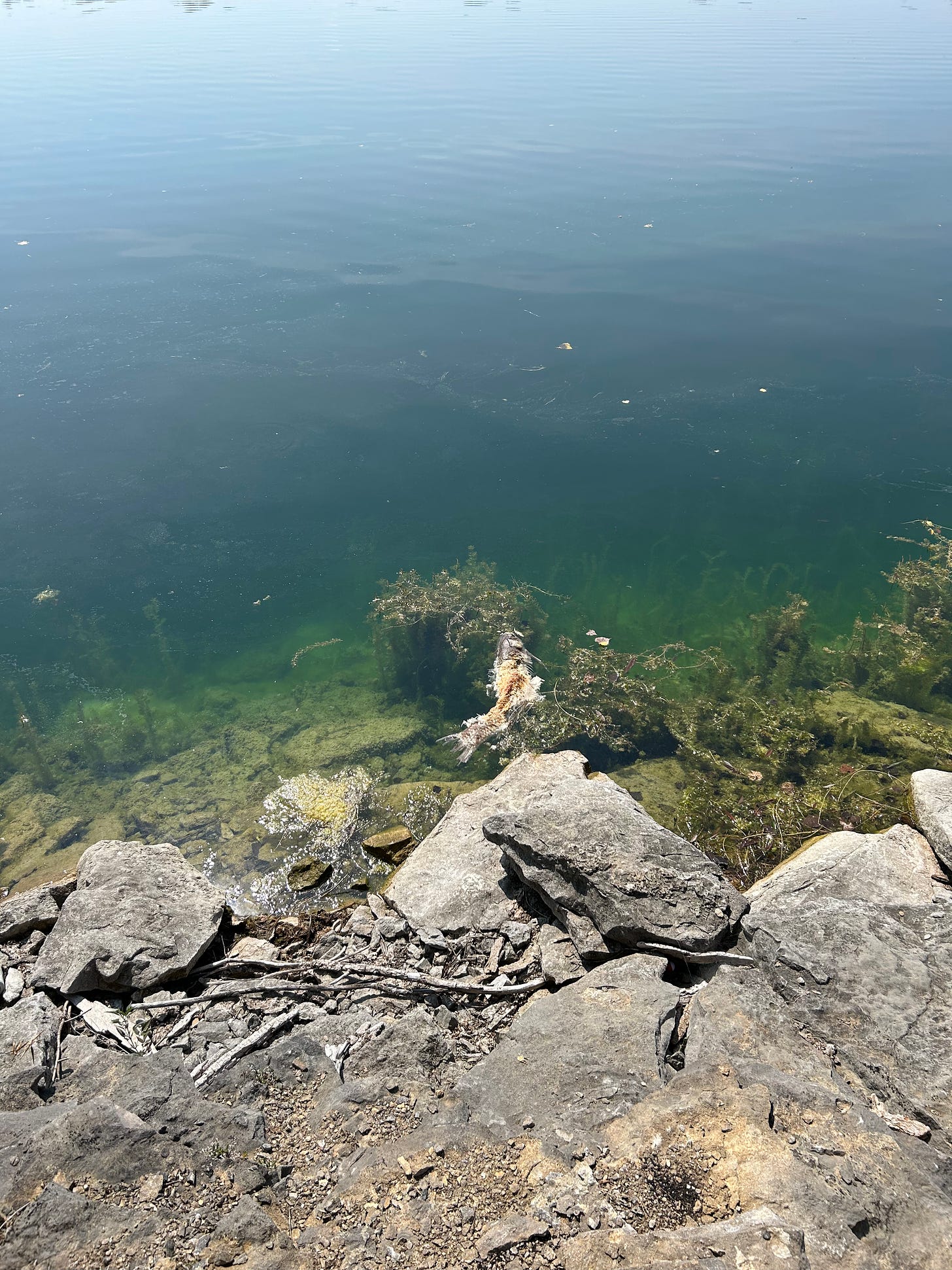 A large dead fish floats near the surface of a lake, its body decaying in the middle so much so the bones are showing. The lake is blue and green, and there are large gray rocks along the shore. 