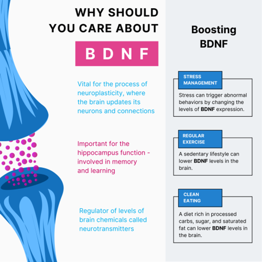 importance of BDNF